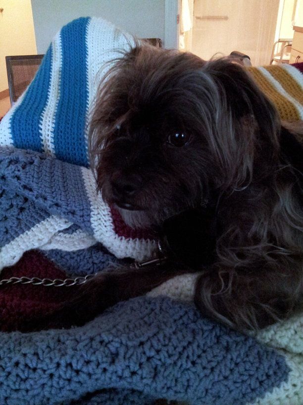 The Power of Puppy Love : Seniors Dealing with Depression