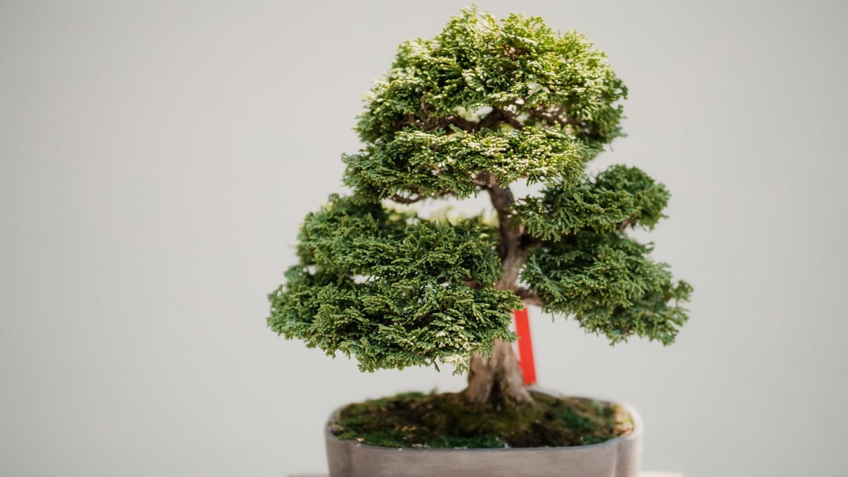 Bonsai Tree Benefits: How Growing Bonsai Trees Can Help Seniors Avoid Dementia