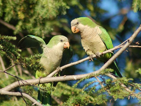 The Lessons From A Little Bird and The Need for Family Caregiver Support