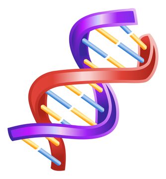 Normal Aging Process of the Brain Determined By Your Genes