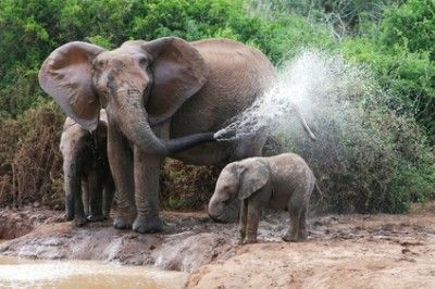Why Do Elderly Refuse to Bathe? Cleanliness is Next to...