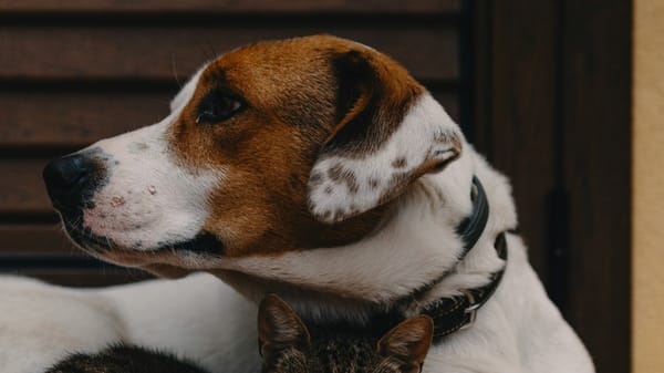 Dementia and the Benefits of Pets