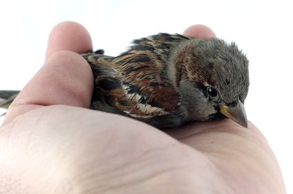 Another Sparrow Fell - Caregiver Stress Statistics