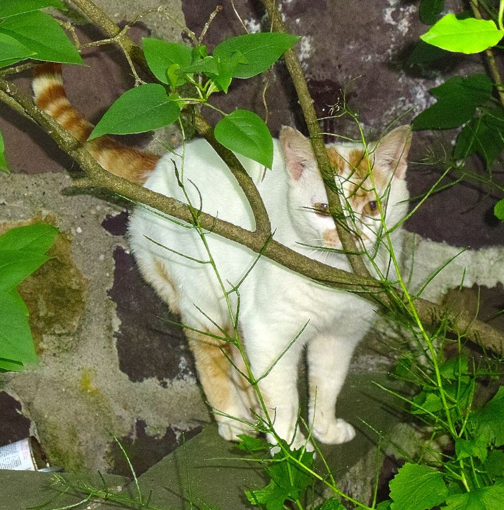 Grieving the Loss of a Pet