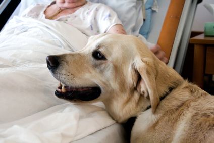 Pet Therapy Benefits for the Elderly: Happiness Is A Pet